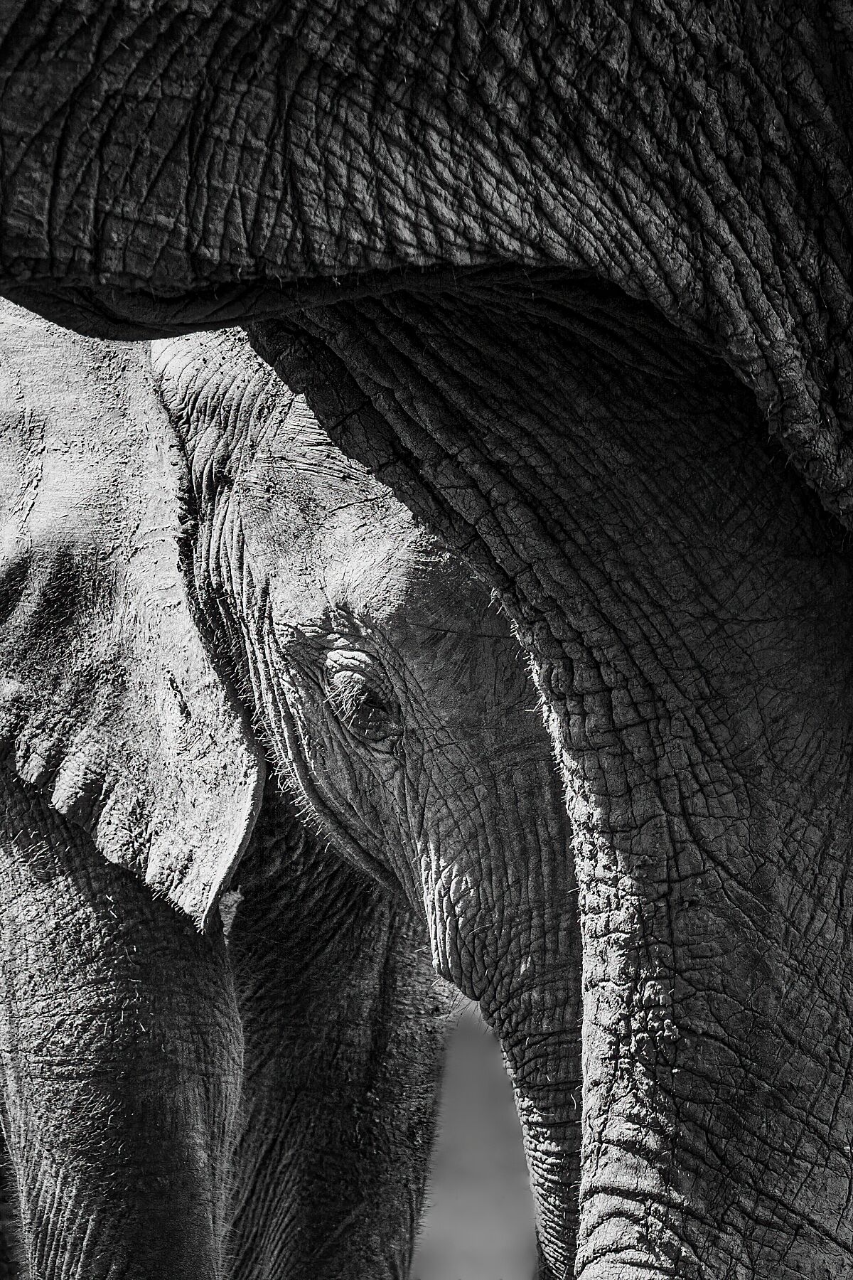 'Mother Protection' Fine Art Print Elephant Mom and Baby | Kim Paffen ...